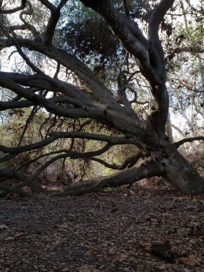 Marian Bear Memorial Park - San Diego, CA