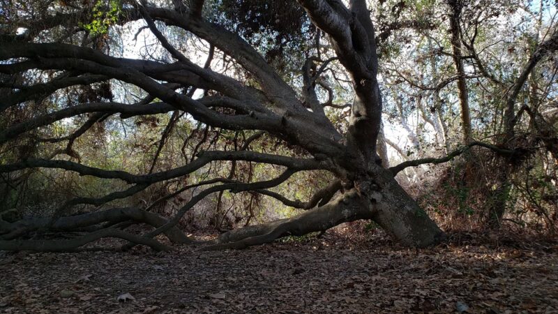 Marian Bear Memorial Park - San Diego, CA