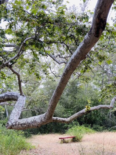 Marian Bear Memorial Park - San Diego, CA