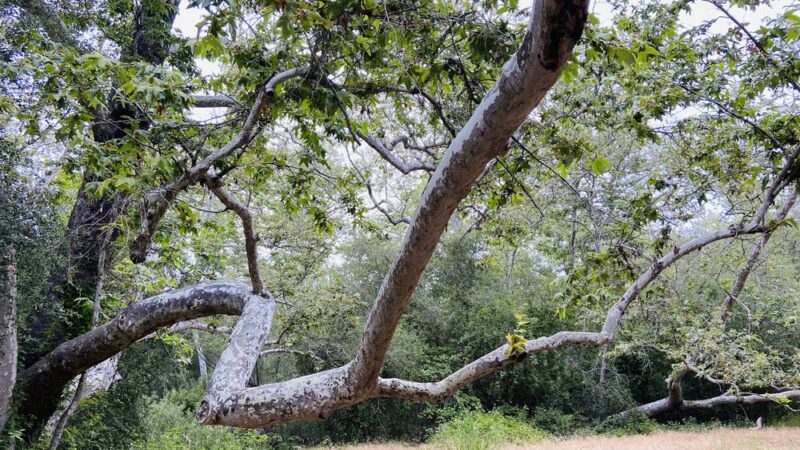 Marian Bear Memorial Park - San Diego, CA