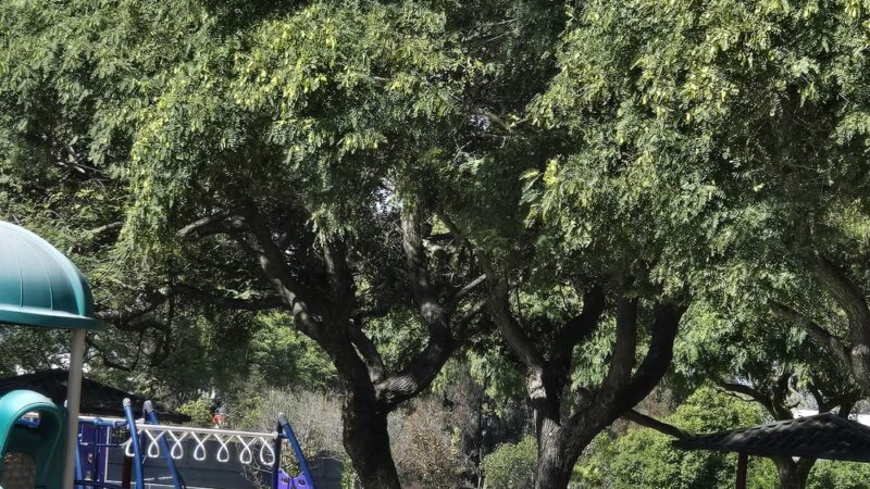 MCAS Miramar Dog Park - San Diego, CA