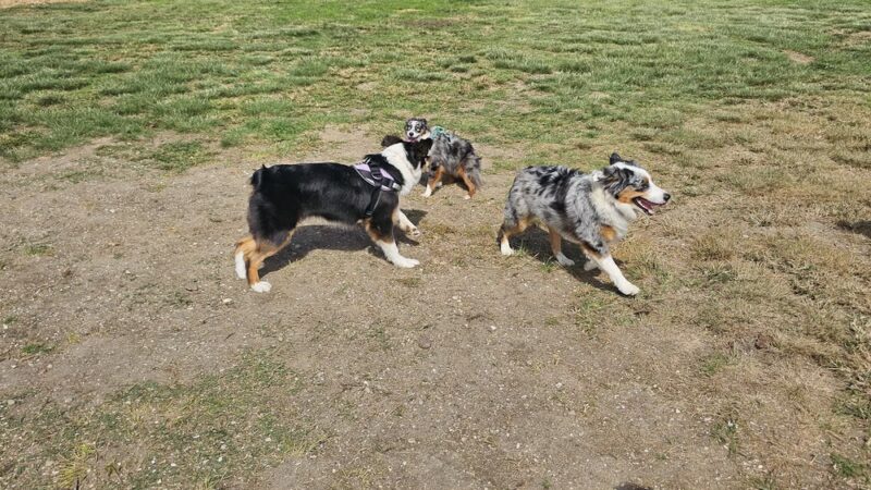 My Dog Park - San Diego, CA