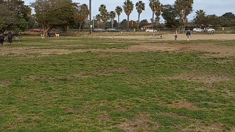 My Dog Park - San Diego, CA