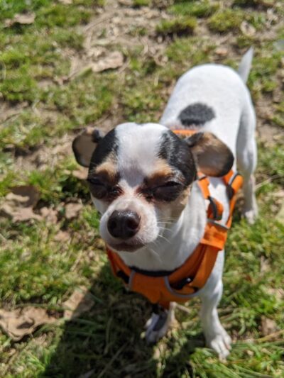 My Dog Park - San Diego, CA