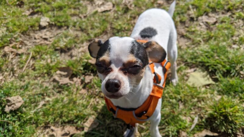 My Dog Park - San Diego, CA