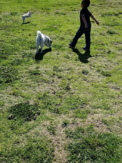 My Dog Park - San Diego, CA