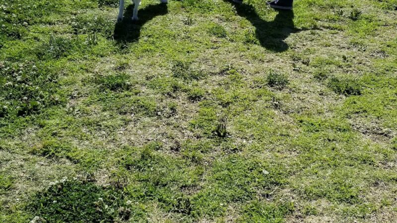 My Dog Park - San Diego, CA