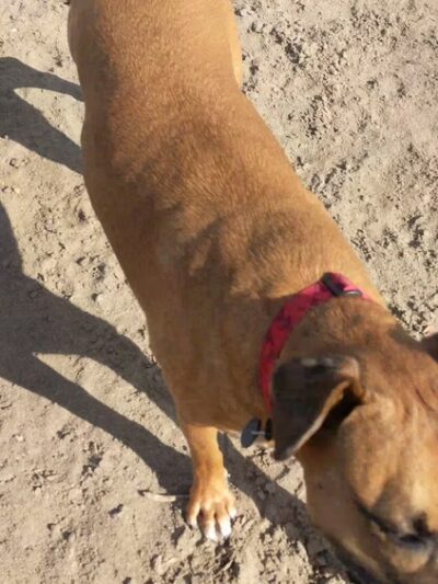 Nate's Point Dog Park - San Diego, CA