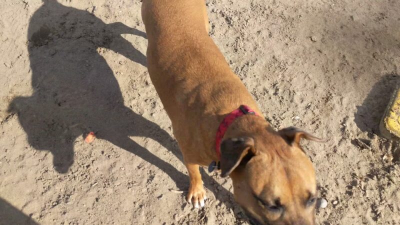 Nate's Point Dog Park - San Diego, CA