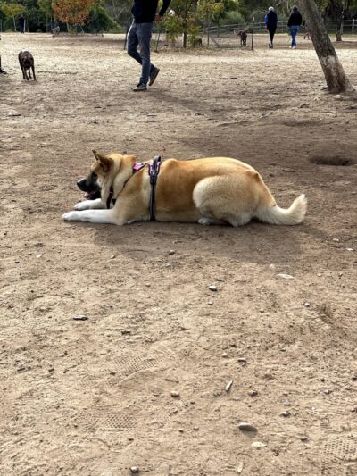 Nate's Point Dog Park - San Diego, CA