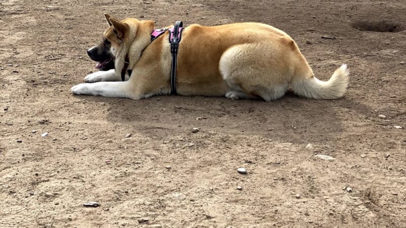 Nate's Point Dog Park - San Diego, CA
