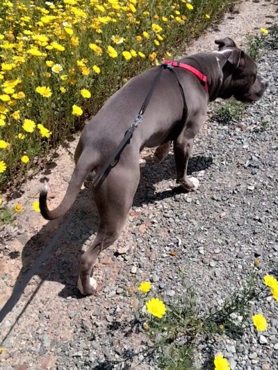 North Chollas Community Park - San Diego, CA