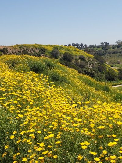 North Chollas Community Park - San Diego, CA