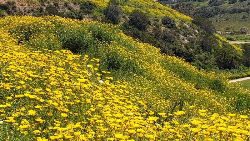 North Chollas Community Park - San Diego, CA