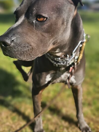 Ocean Beach Park - San Diego, CA