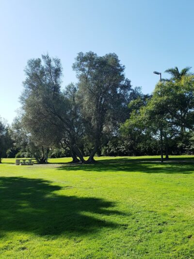 Olive Grove Park - San Diego, CA