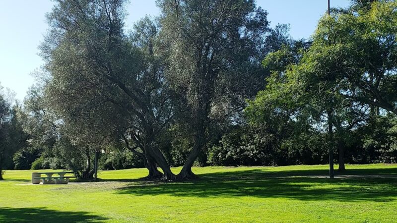 Olive Grove Park - San Diego, CA