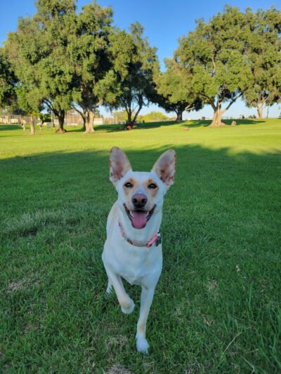 Olive Grove Park - San Diego, CA