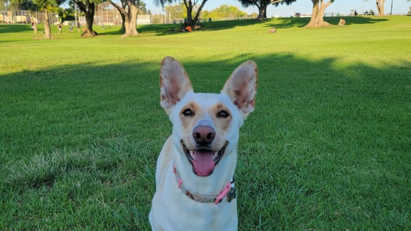 Olive Grove Park - San Diego, CA