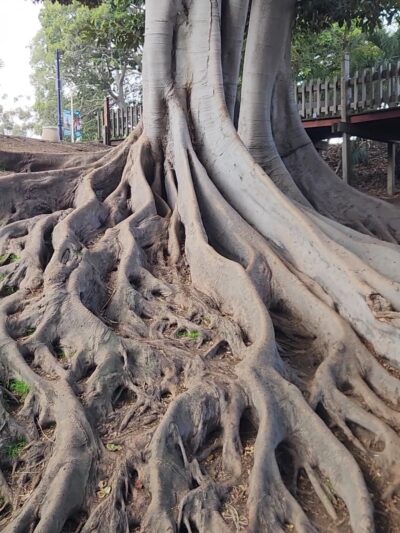 Palm Canyon Trail - San Diego, CA