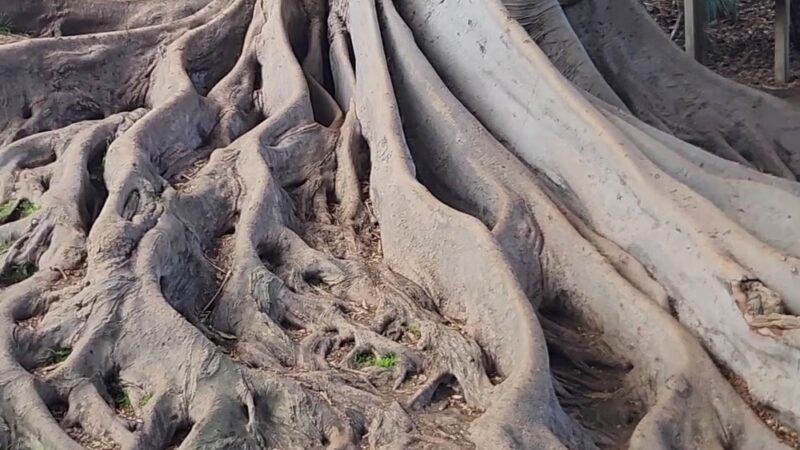 Palm Canyon Trail - San Diego, CA