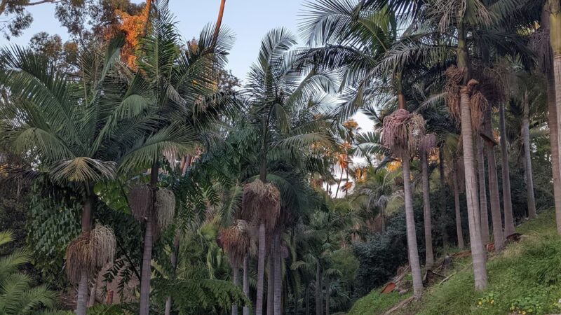 Palm Canyon Trail - San Diego, CA