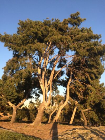 Palm Ridge Park - San Diego, CA
