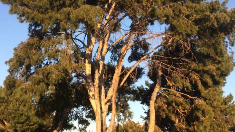 Palm Ridge Park - San Diego, CA