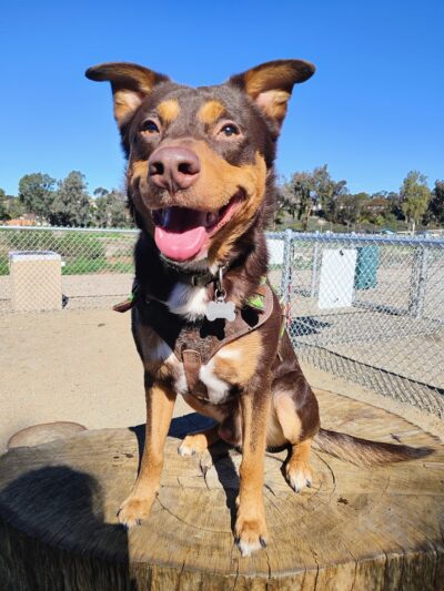 Paradise Hills Park - San Diego, CA