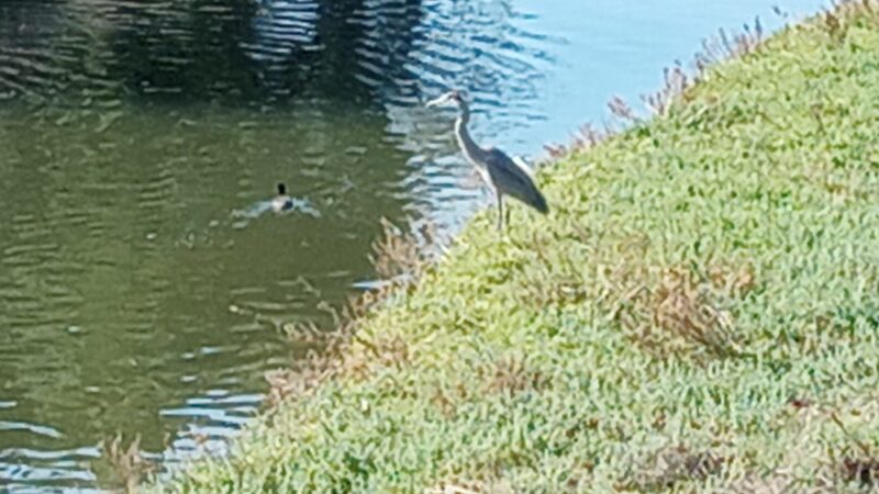 Rose Creek - San Diego, CA