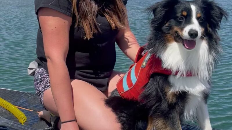 SUP Pups - San Diego, CA