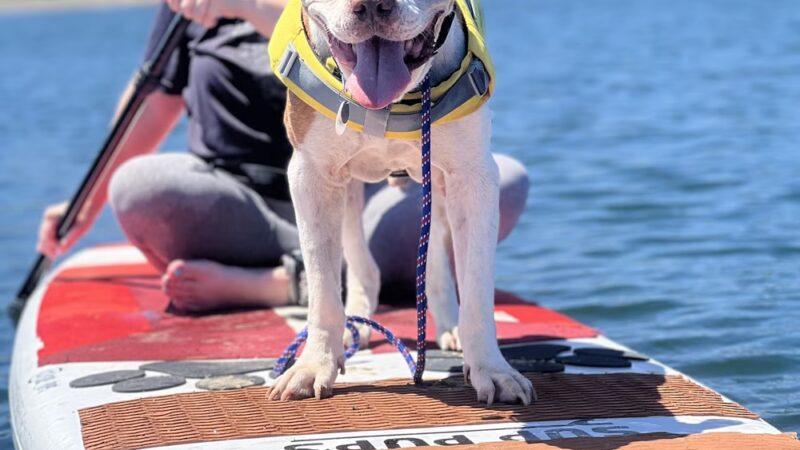 SUP Pups - San Diego, CA