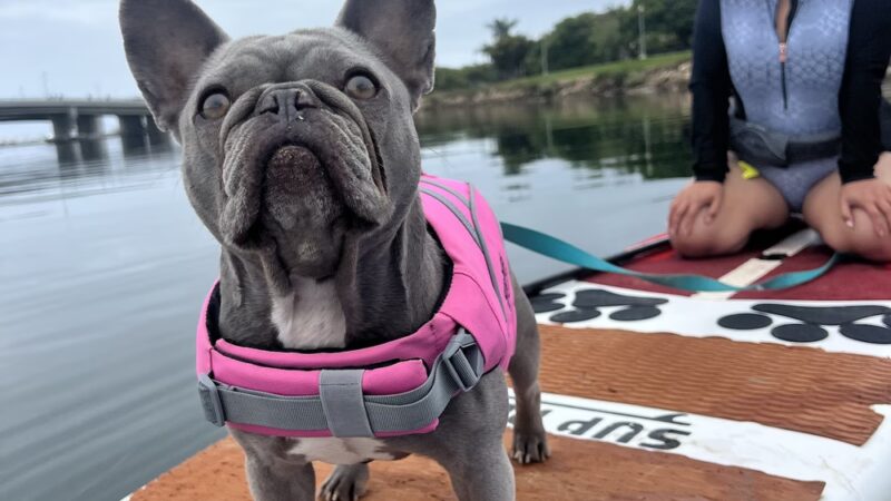 SUP Pups - San Diego, CA