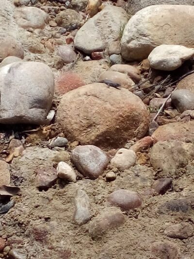 Tecolote Canyon Natural Parktrailhead - San Diego, CA