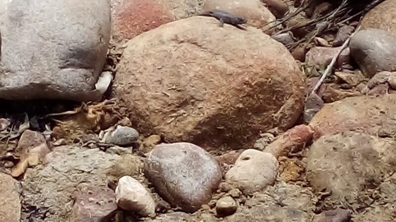 Tecolote Canyon Natural Parktrailhead - San Diego, CA