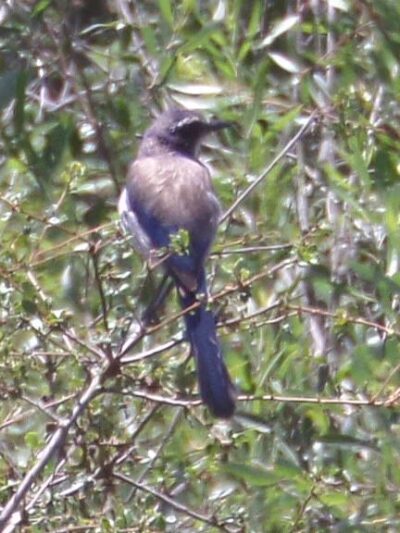 Tecolote Canyon Natural Parktrailhead - San Diego, CA