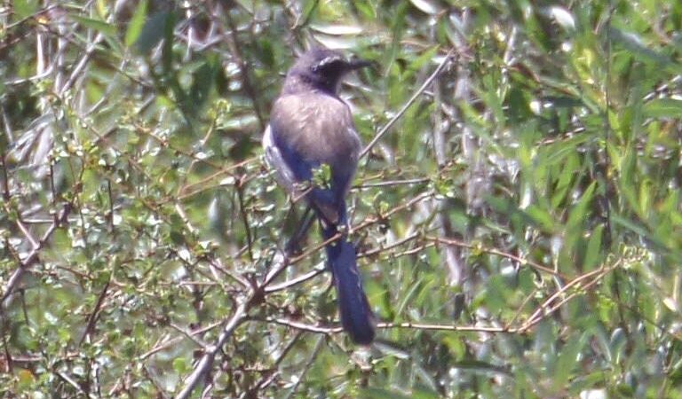 Tecolote Canyon Natural Parktrailhead - San Diego, CA