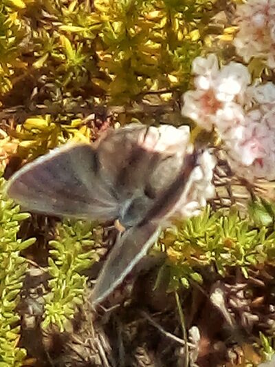 Tecolote Canyon Natural Parktrailhead - San Diego, CA