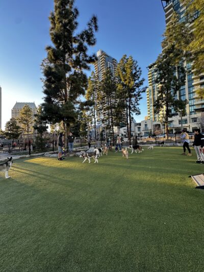 The Dog Park - San Diego, CA