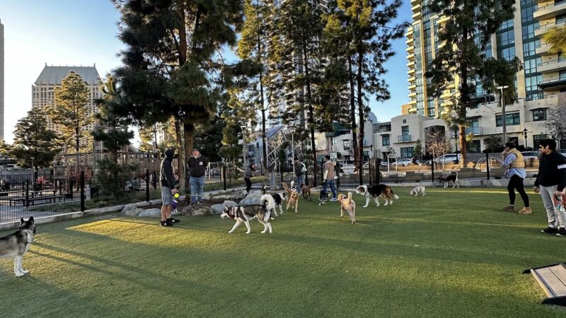The Dog Park - San Diego, CA