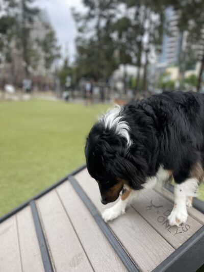 The Dog Park - San Diego, CA