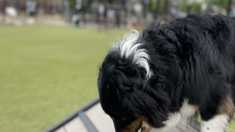 The Dog Park - San Diego, CA