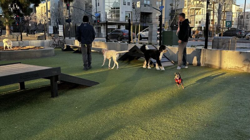 The Dog Park - San Diego, CA