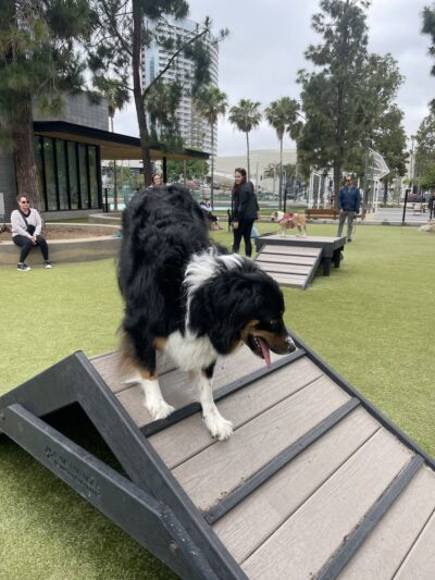 The Dog Park - San Diego, CA