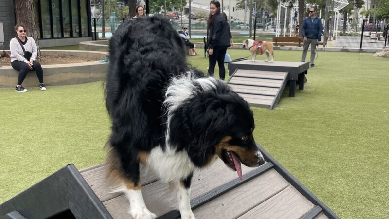 The Dog Park - San Diego, CA