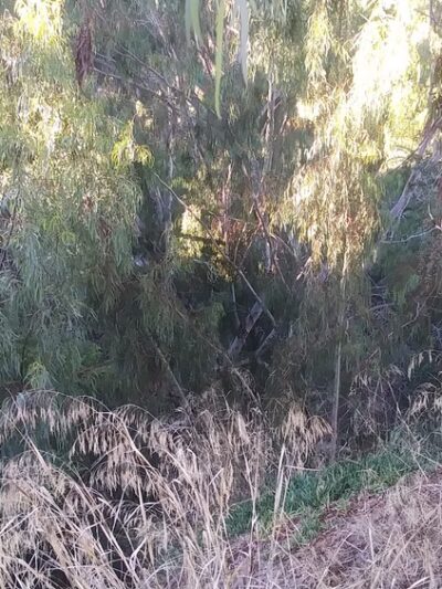 W Lewis St Park - San Diego, CA