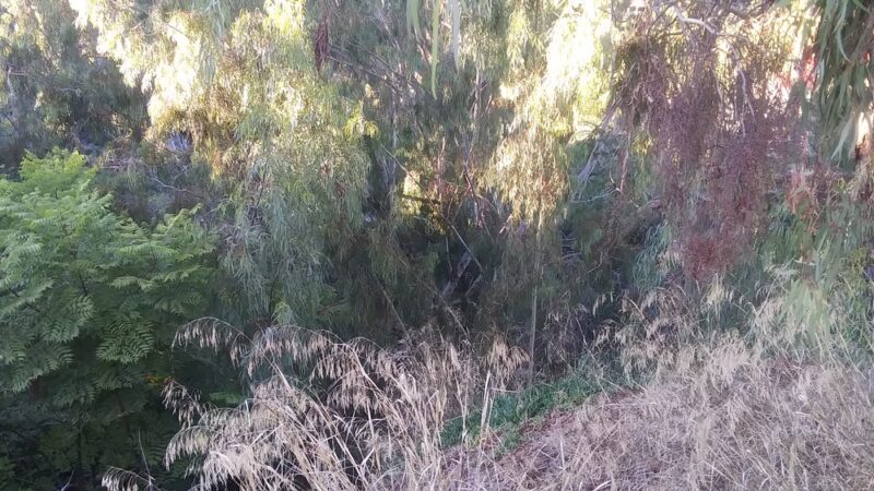 W Lewis St Park - San Diego, CA