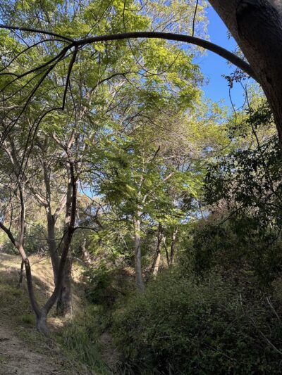 Western Hills Park - San Diego, CA