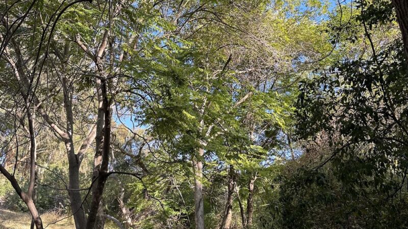 Western Hills Park - San Diego, CA