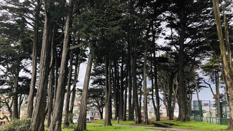 Holly Park - San Francisco, CA